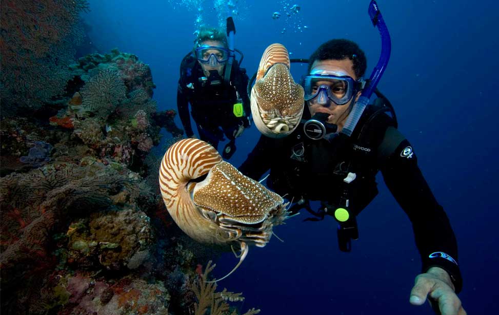 A man and woman scuba diving find two nautilus